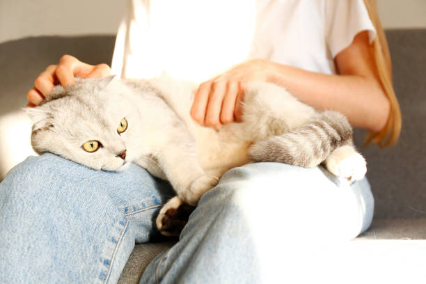 istock Funny looking grey and white cat indoors. 1060033014