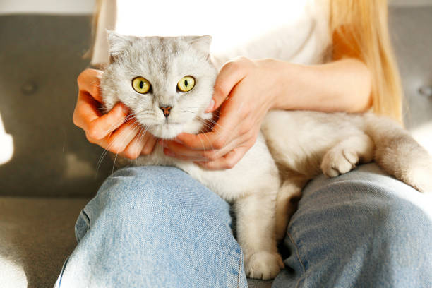 istock Funny looking grey and white cat indoors. 1060033074