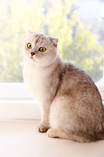 istock Funny looking grey and white cat indoors. 1060033208