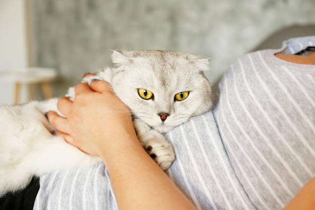 istock Funny looking grey and white cat indoors. 1060033230