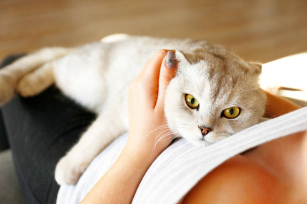 istock Funny looking grey and white cat indoors. 1060033232