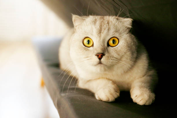 istock Funny looking grey and white cat indoors. 1060033328