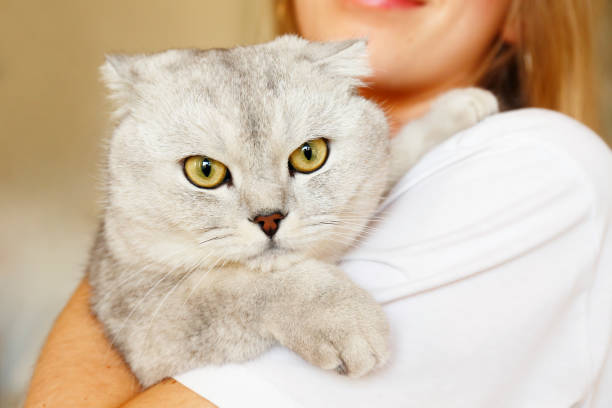 istock Funny looking grey and white cat indoors. 1060033422