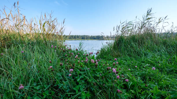 istock green foliage in early autumn with blur background 1060037670
