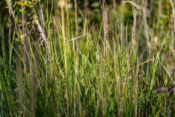 istock green foliage in early autumn with blur background 1060037910