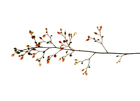 Branch with small flowers of different bright colors isolated on white.