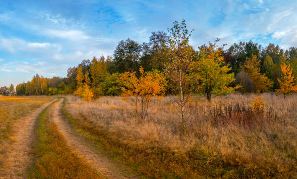 istock A forest glade bathed in the light of the setting sun. 1060045546