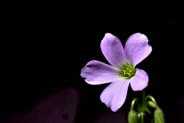 istock Purple flowers,dark background. 1060045560