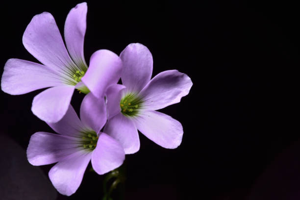 istock Purple flowers,dark background. 1060045640