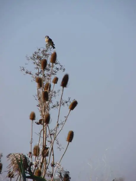 Distant view of juvenile Goldfinch high up on a feathery dried-out plant. A bunch of tall teasels and some fronds of grass are in front of the plant.