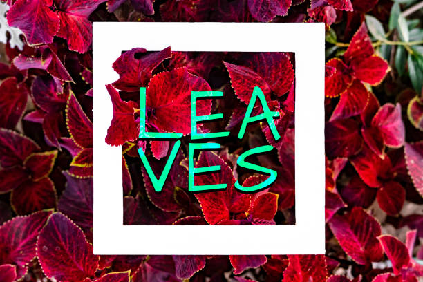 istock organic natural leaves and flowers background pattern flat lay with text f 1060046892