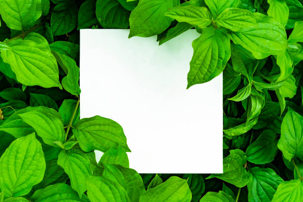 istock leaves and flowers layout background with white copy space f 1060046904