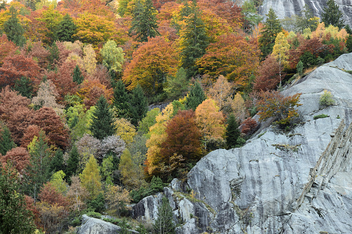 Picture of Val di Mello in Autumn