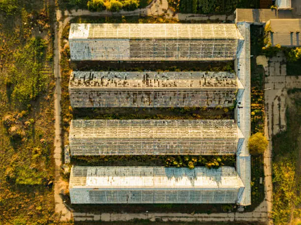 top overhead view of organic greenhouse farm texture background