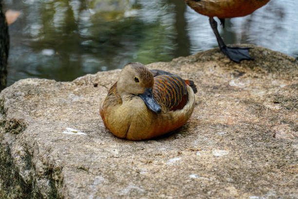 istock Lesser Whistling Duck (Dendrocygna javanica) standing on the log with nice details 1060050644