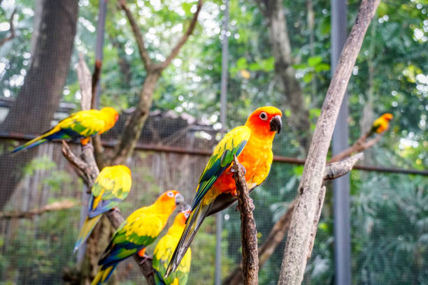 istock cute Sun Conure parrot birds 1060051754