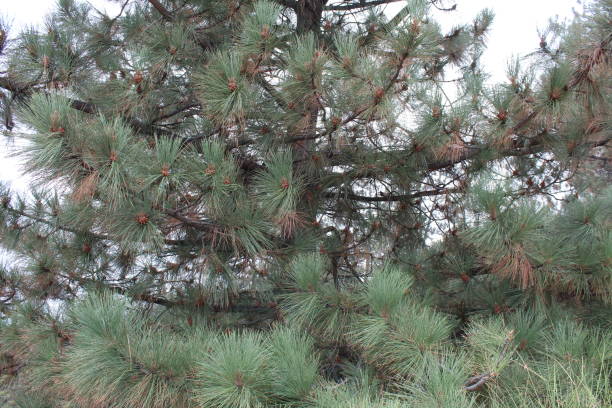 istock PINE NEEDLE MIST BIG BEAR LAKE 100718 1060056834