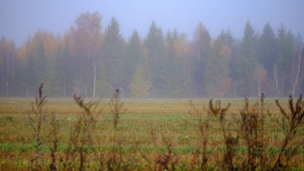 istock lonely autumn trees hiding in mist 1060057298