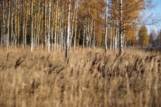 istock bright yellow colored birch tree leaves and branches in autumn 1060057512