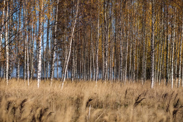 istock bright yellow colored birch tree leaves and branches in autumn 1060057516