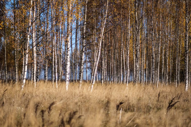istock bright yellow colored birch tree leaves and branches in autumn 1060057598