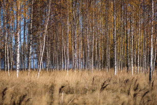 istock bright yellow colored birch tree leaves and branches in autumn 1060057736