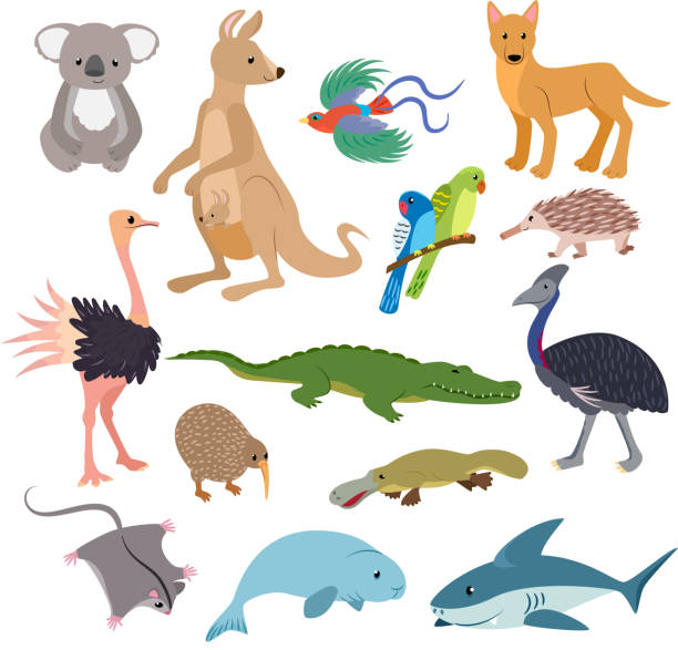 illustrazioni stock, clip art, cartoni animati e icone di tendenza di animali australiani carattere animalistico vettoriale nella fauna selvatica aust - tasmanian animals