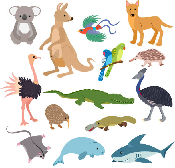 Australian animals vector animalistic character in wildlife Aust Australian animals vector animalistic character in wildlife Australia kangaroo koala and shark illustration set of cartoon wild wombat platypus and emu isolated on white background. echidna isolated stock illustrations