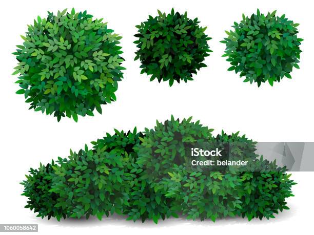 Tree Crown Foliage Bush Stock Illustration - Download Image Now - Bush, Tree, Leaf