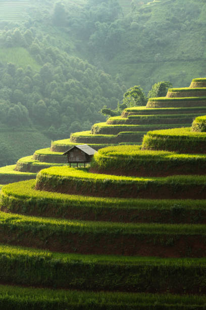 montagne terrazza di riso a mu can chai, vietnam - sa pa foto e immagini stock