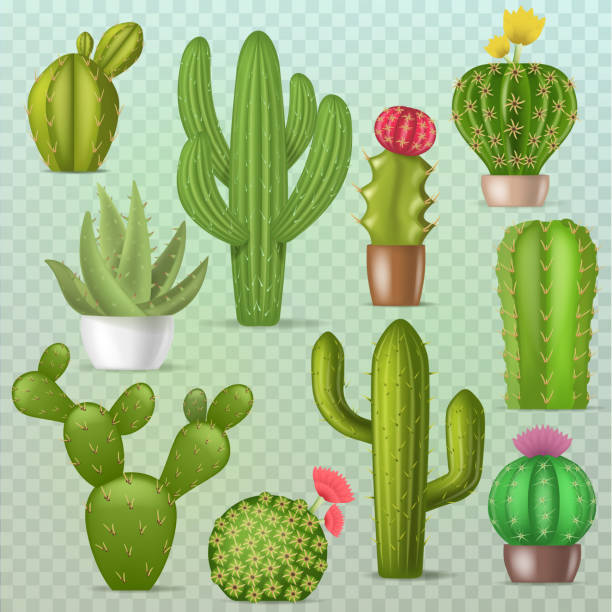 ilustrações de stock, clip art, desenhos animados e ícones de cactus vector botanical cacti green cactaceous succulent plant b - cactaceous