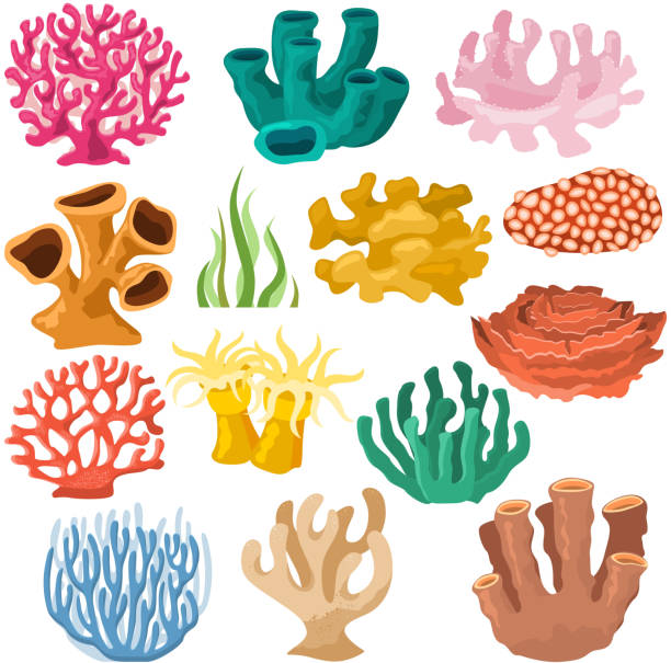 Coral vector sea coralline or exotic cooralreef undersea illustr Coral vector sea coralline or exotic cooralreef undersea illustration coralloidal set of natural marine fauna in ocean reef and aquatic plant for aquarium isolated on white background. cnidarian stock illustrations
