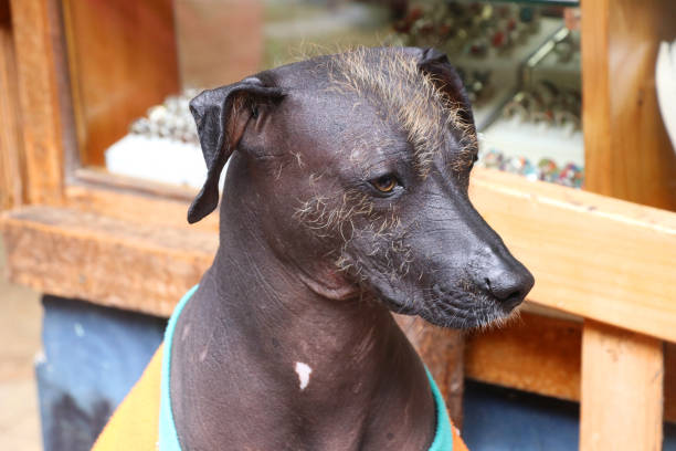 perro sin pelo del perú - perro peruano fotografías e imágenes de stock