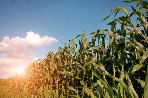 istock Green Corn Field summer sunny day in Uklraine 1060064366