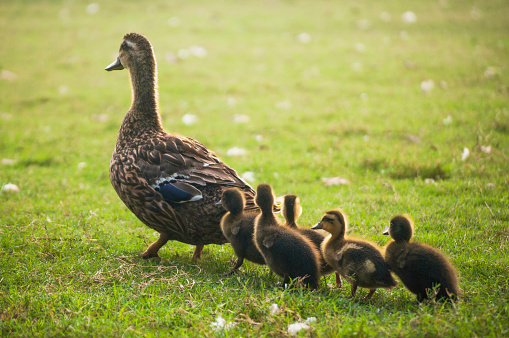 Ducklings following their mother.