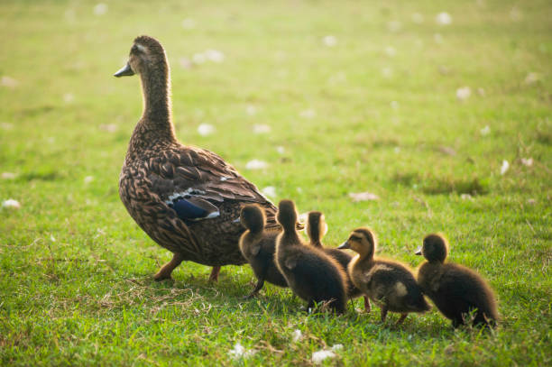 Motherhood Ducklings following their mother. duck family stock pictures, royalty-free photos & images