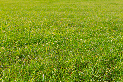 part of the field where green grass, green grass and plants grow in cloudy summer weather