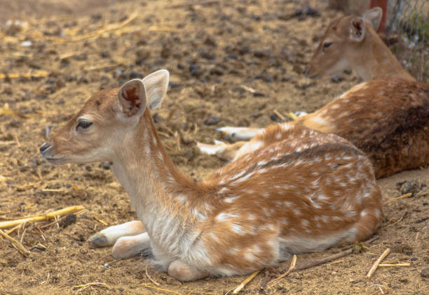 istock Portrait of a roe lying in the dry grass. 1060070186