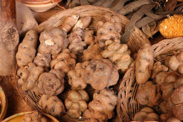 istock variety of peruvian potatoes 1060072264