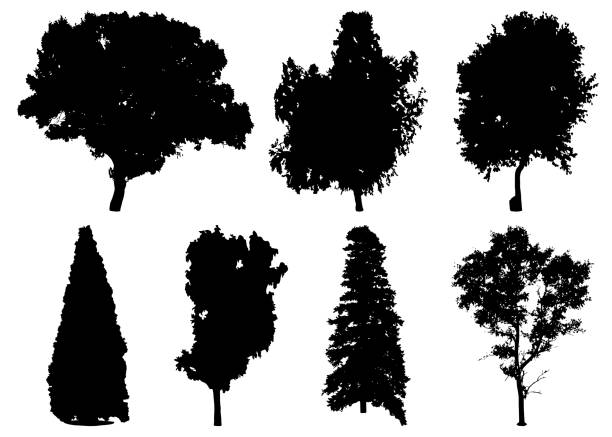 Silhouettes of different trees Silhouettes of different trees: oak, spruce, fir, birch, aspen, ash, maple, platan. Vector illustration dogwood trees stock illustrations