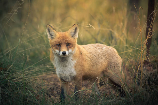 istock Red fox in the green meadow at sunset staring at the viewer. 1060073888