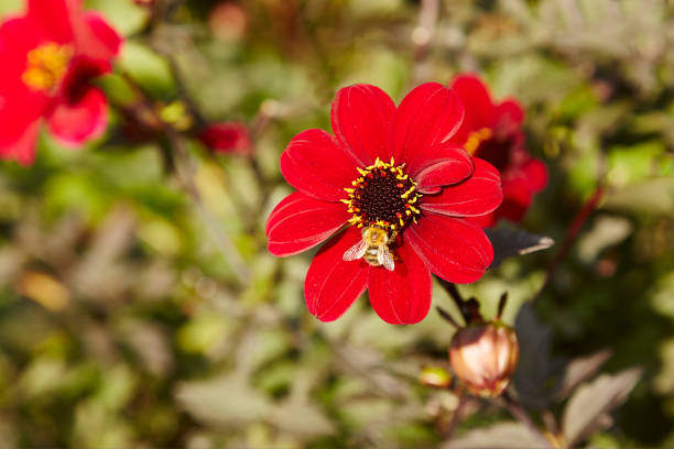 A red Dalhia,Bishop of Aukland,flower with a out of focus background with a bee landing