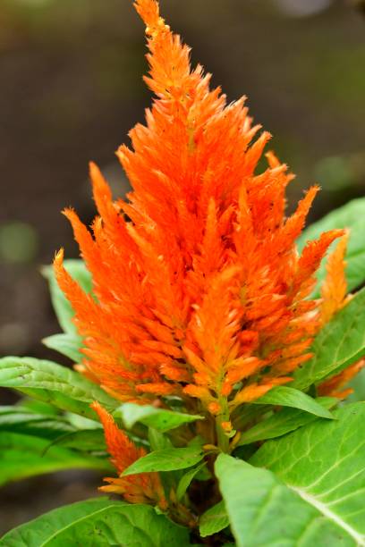 istock Celosia argentea / Celosia argentea ‘Kimono series’ 1060076316