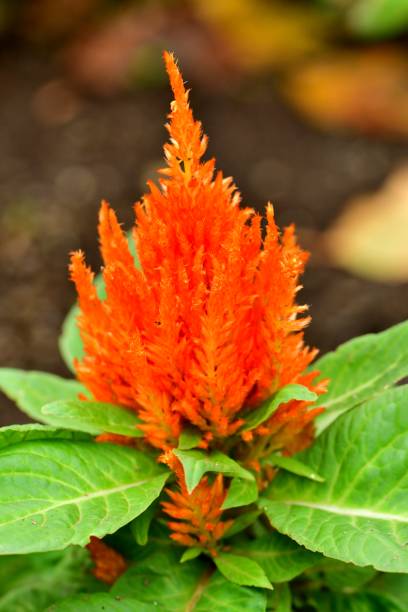 istock Celosia argentea / Celosia argentea ‘Kimono series’ 1060076542