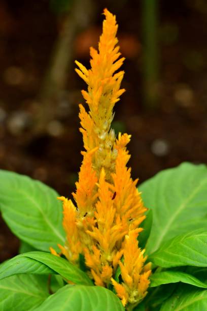 istock Celosia argentea / Celosia argentea ‘Kimono series’ 1060076582