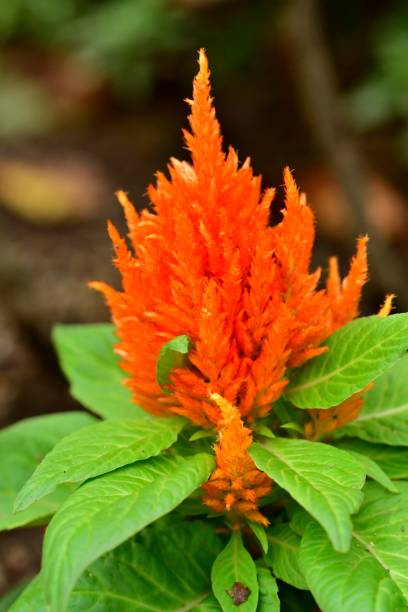 istock Celosia argentea / Celosia argentea ‘Kimono series’ 1060076704