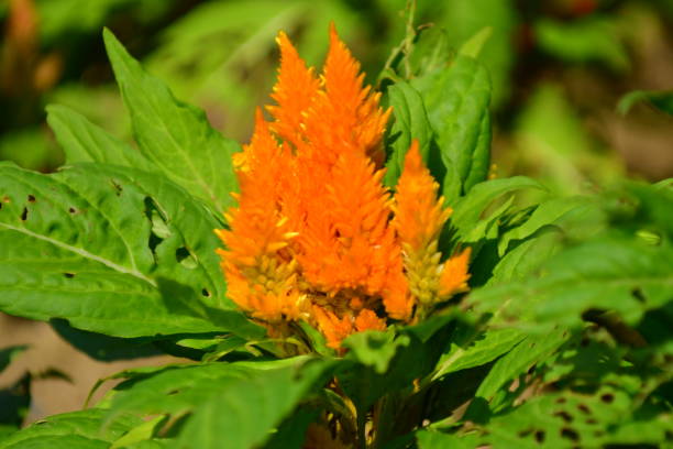 istock Celosia argentea / Celosia argentea ‘Kimono series’ 1060077148