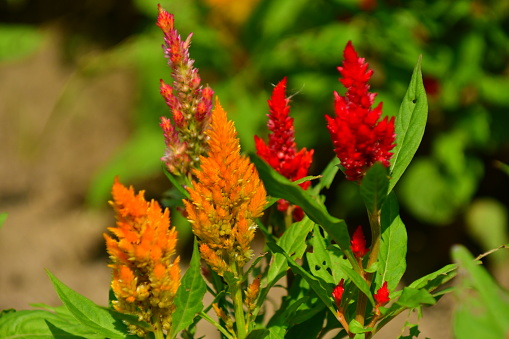 Celosia argentea is an annual flowering plant of amaranth family, amaranthaceae.
Celosia argentea is divided into four different groups, including Plumosa Group. 
Plumosa plants (commonly called feather celosia, plumed celosia or feathered amaranth) are old garden favorites that feature narrow-pyramidal, plume-like flower heads composed of tiny, densely-packed, vividly-colored flowers. Flower colors include bright shades of orange, red, purple, yellow and cream. Flowers bloom throughout summer into fall on erect stems. ‘Kimono series’ in this photo belongs to Plumosa group.