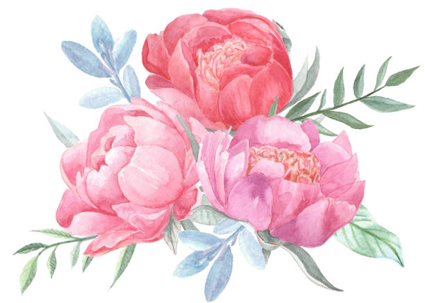 istock Peonies blooming and leaves isolated on white background. 1060079386