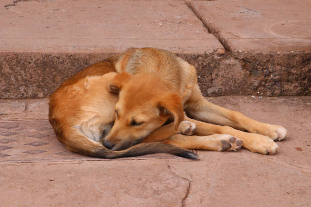 istock sleeping dog in the street 1060079606
